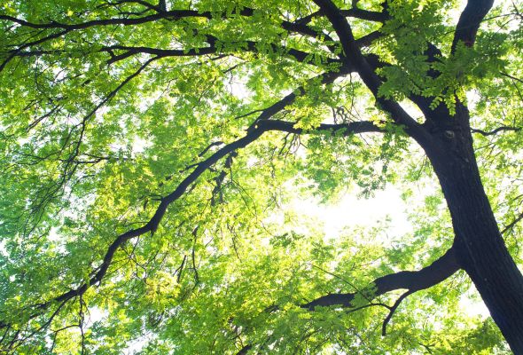 tree health and assessment maintenance