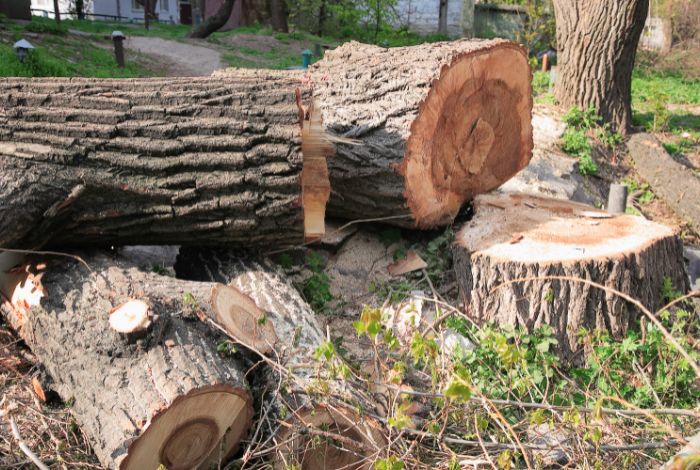 tree services company
