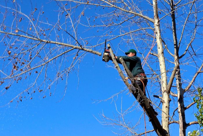 tree service kamloops british columbia